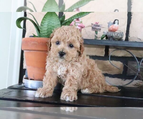 Medium Photo #3 ShihPoo Puppy For Sale in CANTON, OH, USA