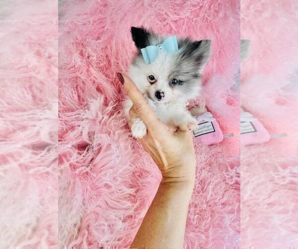 Medium Photo #28 Pomeranian Puppy For Sale in NEW YORK, NY, USA