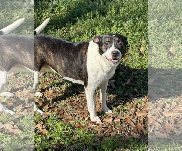 Medium Photo #1 Feist Terrier-Unknown Mix Puppy For Sale in Jackson, MS, USA