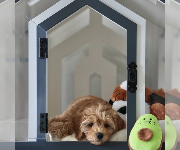 Medium Photo #14 Cavapoo Puppy For Sale in ROCKLEDGE, FL, USA