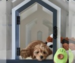 Small #13 Cavapoo