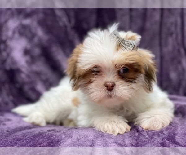 Medium Photo #14 Lhasa Apso Puppy For Sale in LAKELAND, FL, USA