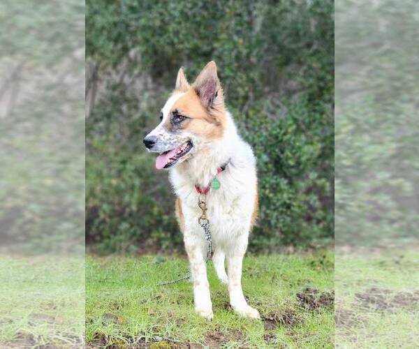 Medium Photo #3 Australian Shepherd-Unknown Mix Puppy For Sale in Paso Robles, CA, USA