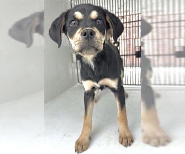 Medium Photo #1 Rottweiler Puppy For Sale in Houston, TX, USA