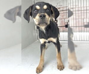 Rottweiler Dogs for adoption in Houston, TX, USA