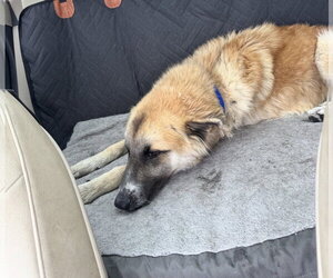 Biscuit (Chip) - Male Anatolian Shepherd-Unknown Mix Dog for Adoption - Photo #10