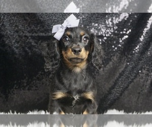 Dachshund Puppy for sale in WARSAW, IN, USA