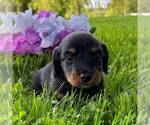 Small #1 Dachshund