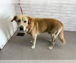 Small Labrador Retriever