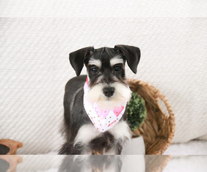 Schnauzer (Miniature) Puppy for sale in SYRACUSE, IN, USA