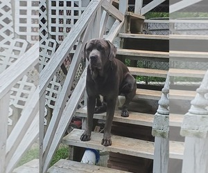 Cane Corso Puppy for sale in SWANSEA, MA, USA