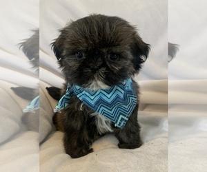 Shih Tzu Puppy for sale in CIRCLEVILLE, NY, USA