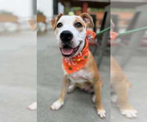 Mutt Dogs for adoption in Greenville, SC, USA