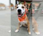 Lindy - Female Mutt Dog for Adoption - Small photo