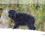 Small #20 Poodle (Toy)
