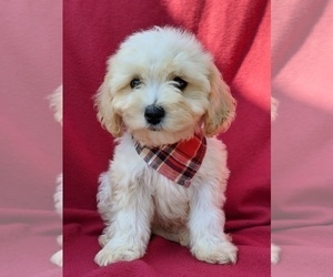 Cavachon Puppy for sale in LANCASTER, PA, USA