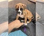 Small Photo #5 Boxer Puppy For Sale in EUGENE, OR, USA
