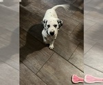 Small #4 Dalmatian