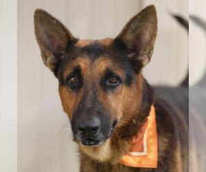 German Shepherd Dog-Unknown Mix Dogs for adoption in San Antonio, TX, USA