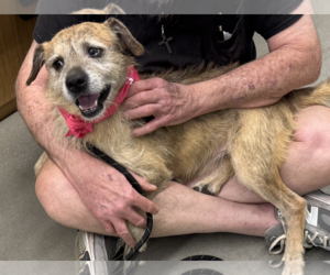 Ruffles - Male Australian Shepherd-Unknown Mix Dog for Adoption - Photo #3