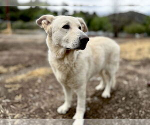 Rocco - Male German Shepherd Dog Dog for Adoption - Photo #2
