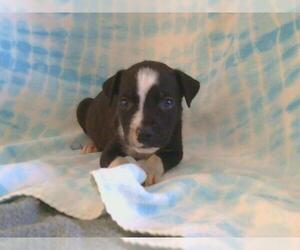 American Pit Bull Terrier Dogs for adoption in Sacramento, CA, USA