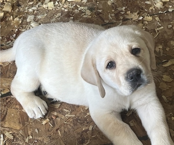 Medium Photo #12 Labrador Retriever Puppy For Sale in BLANCHESTER, OH, USA