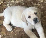 Small #11 Labrador Retriever
