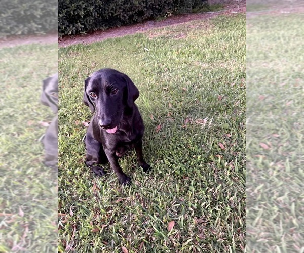 Medium Photo #1 Labrador Retriever Puppy For Sale in WAUCHULA, FL, USA