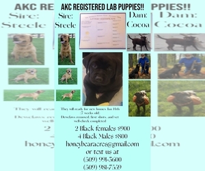 Labrador Retriever Puppy for sale in NEWPORT, WA, USA