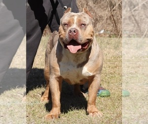 Father of the American Bully puppies born on 01/26/2022