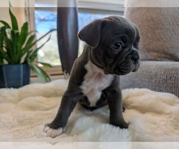 Medium Photo #2 Faux Frenchbo Bulldog Puppy For Sale in LAS CRUCES, NM, USA