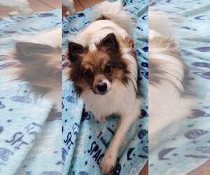 Pomeranian-Unknown Mix Dogs for adoption in Cuba, NY, USA