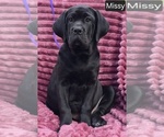 Small Cane Corso