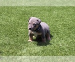 Puppy Puppy 8 Blue American Bully