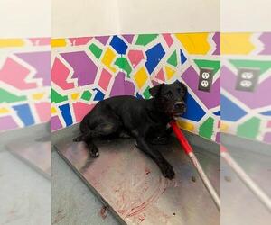 Labbe Dogs for adoption in Baytown, TX, USA