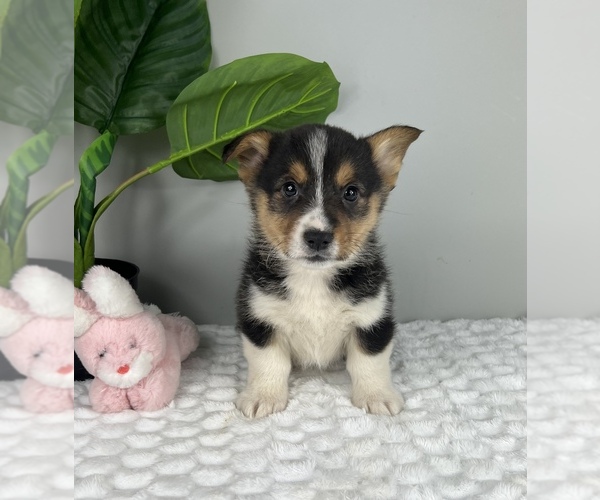 Medium Photo #1 Pembroke Welsh Corgi Puppy For Sale in FRANKLIN, IN, USA