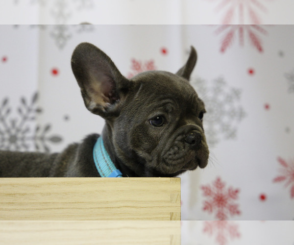 Medium Photo #5 French Bulldog Puppy For Sale in ERIAL, NJ, USA