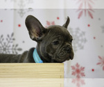 Small Photo #5 French Bulldog Puppy For Sale in ERIAL, NJ, USA