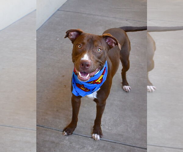 Medium Photo #2 American Pit Bull Terrier-Unknown Mix Puppy For Sale in McKinney, TX, USA
