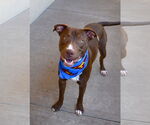 Small #1 American Pit Bull Terrier Mix