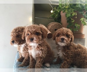 Poochon-Poodle (Toy) Mix Puppy for sale in BETHLEHEM, PA, USA