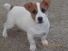 Puppy 1 Jack Russell Terrier