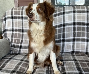 Mother of the Australian Shepherd puppies born on 09/01/2024