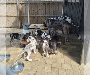 Father of the Great Dane puppies born on 02/05/2023