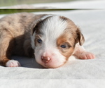 Small #4 Miniature Australian Shepherd