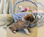 Small Photo #9 Chihuahua Puppy For Sale in NEWVILLE, PA, USA