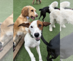 Small Photo #3 Parson Russell Terrier-Unknown Mix Puppy For Sale in Decatur, GA, USA