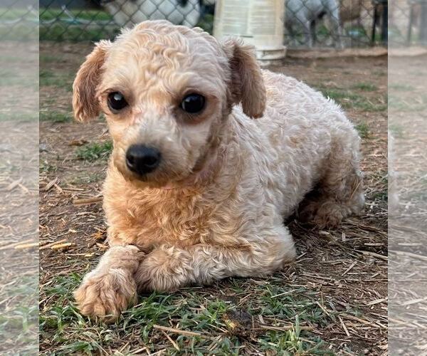 Medium Photo #3 Poodle (Toy) Puppy For Sale in Pacolet, SC, USA