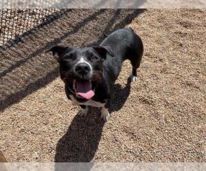American Pit Bull Terrier-Unknown Mix Dogs for adoption in Brighton, CO, USA